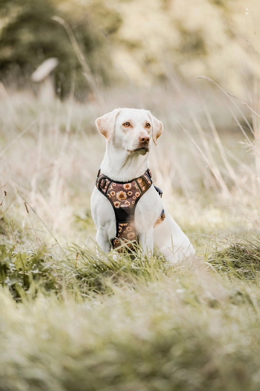 Hundesele Med Solsikker